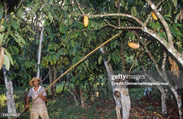 Harvesting Coco, Brazil, Amazon, Tome-Acu, Vicinity Paragominas, A Japanese agro-forestry farm carved out of the forest 40 years ago, A very...