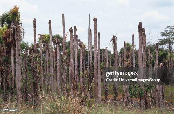 Diseased Tree Photos and Premium High Res Pictures - Getty Images