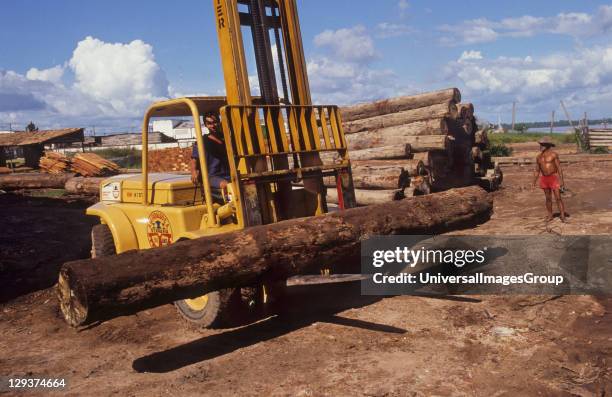 File:Caobo - Cedro caoba (Swietenia macrophylla) (14557718478).jpg