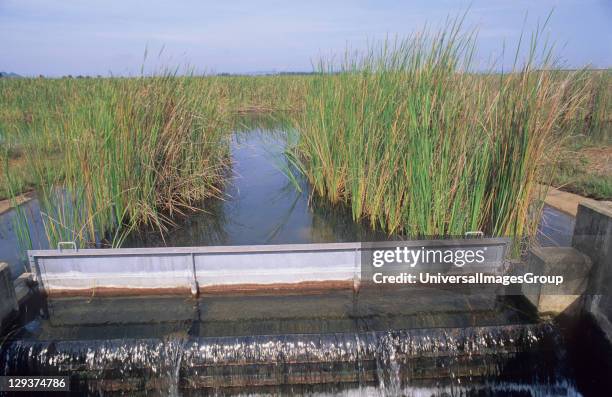 Tioxide, Malaysia, Teluk Kalung, Water Treatment, Treated Waste Water Flows Through Reed Bed Ponds,