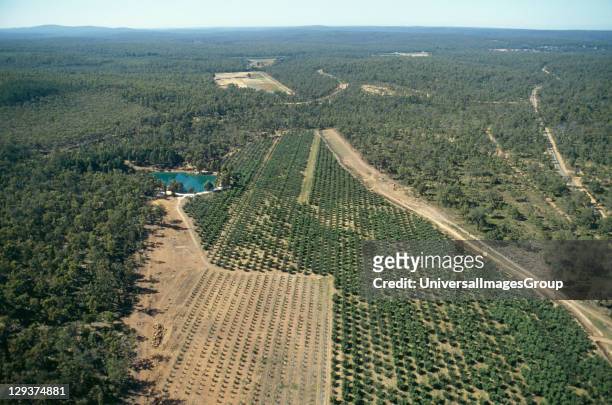 Reforestation, Australia, Western Australia, Darling Range, Jarrahdale Mine, Vicinity Perth, Reforestation Of Bauxite Mines By Alcoa Of Australia,...