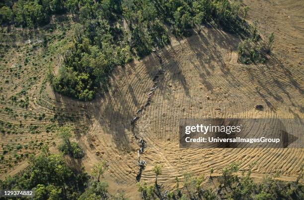 Reforestation, Australia, Western Australia, Darling Range, Jarrahdale Mine, Vicinity Perth, Reforestation Of Bauxite Mines By Alcoa Of Australia,...