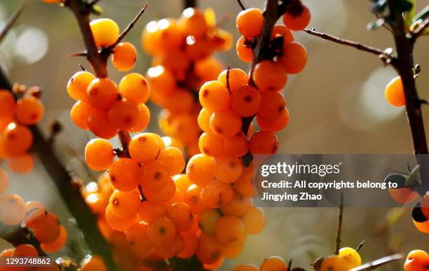 close up of seabuckthorn fruit in autumn - buckthorn stock pictures, royalty-free photos & images