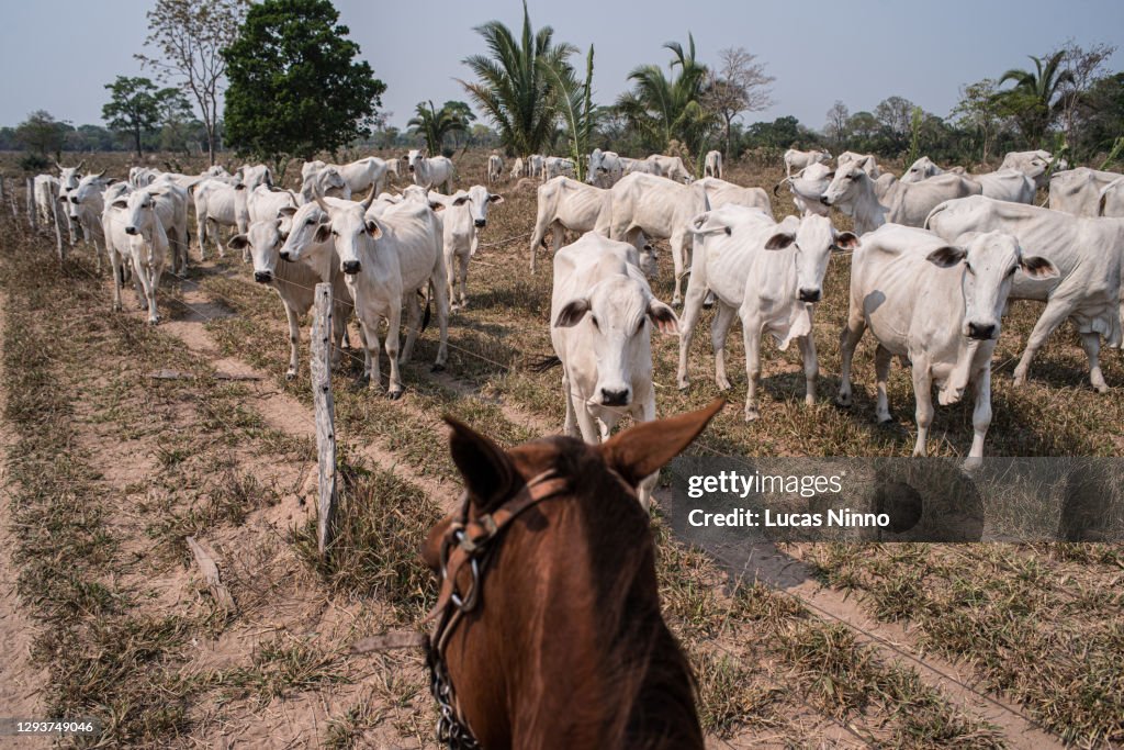 Nellore cattle seen from the top of a horse.