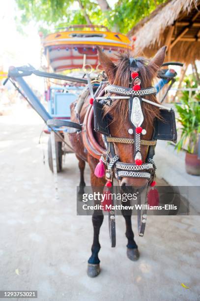 horse and cart on gili trawangan, gili isles, indonesia, asia - gili trawangan stock pictures, royalty-free photos & images
