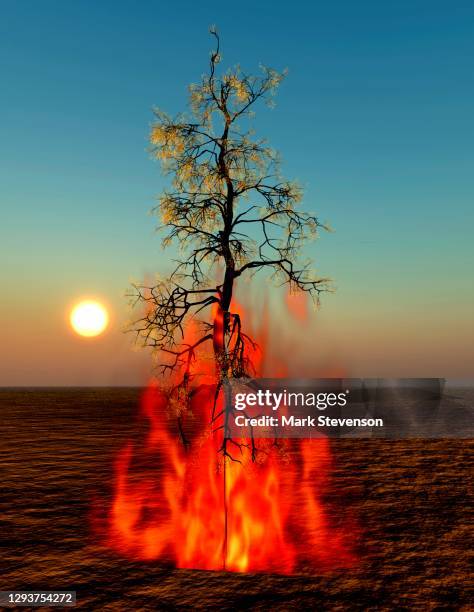 a lone tree on fire - cremation stock illustrations