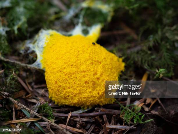 fuligo septica, scrambled egg slime mold, thetford forest, norfolk, uk, - fuligo septica stock pictures, royalty-free photos & images