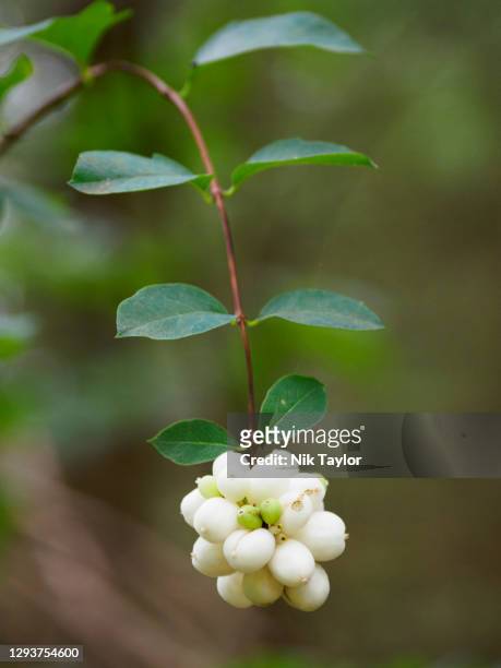 snowberry - symphoricarpos albus, norfolk, uk - symphoricarpos stock pictures, royalty-free photos & images