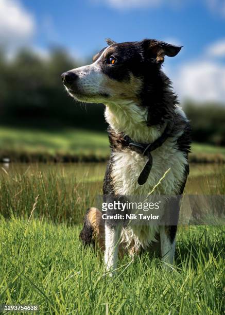 smooth collie dog sat beside a lake, uk - smooth collie stock pictures, royalty-free photos & images