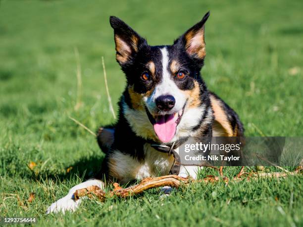 smooth collie looking happy and alert, uk - smooth collie stock pictures, royalty-free photos & images