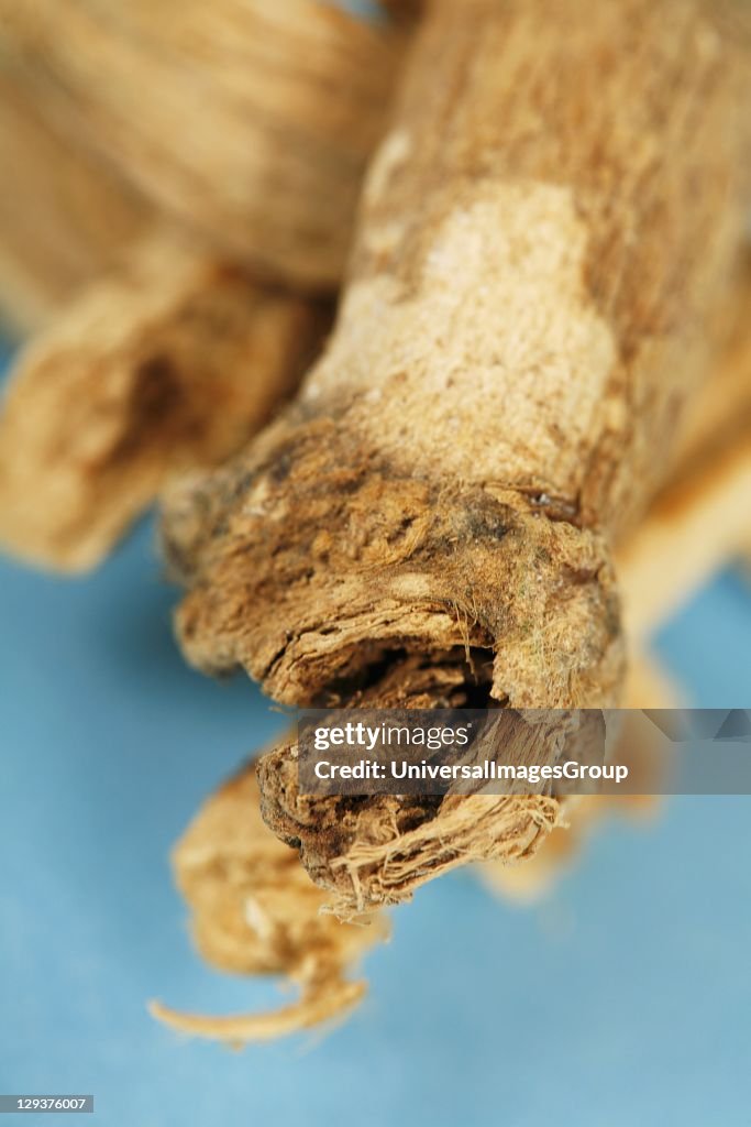 Studio shot of Marsh Mallow (Althea officinalis) root, close-up