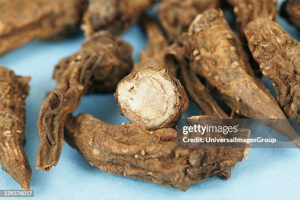 Studio shot of Aconite root, close-up, Aconite is a poisonous substance from the dried tuberous root of Aconitum napellus, which contains acontine...