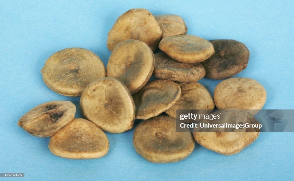 Studio shot of Nux Vomica (Strychnos nux-vomica), close-up