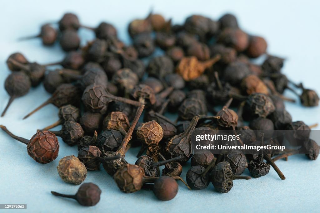 Studio shot of Cubeb, close-up