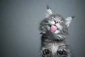 cute kitten licking glass table with copy space