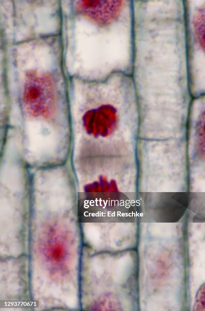 mitosis (telophase and cytokinesis) in a plant---cell plate and daughter cells, onion (allium) root tip, 400x - spoelfiguur stockfoto's en -beelden