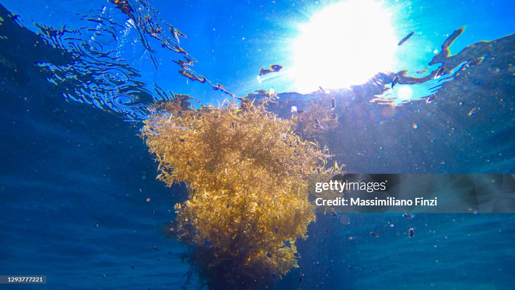 Sargassum seaweed, also called gulfweed, a tropical pelagic yellow algae kept floating on blue water.