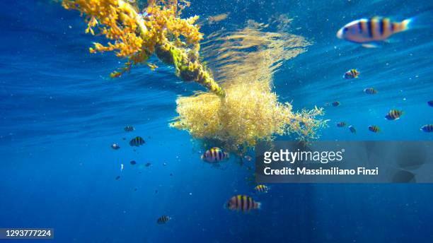 286 Sargasso Sea Photos and Premium High Res Pictures - Getty Images