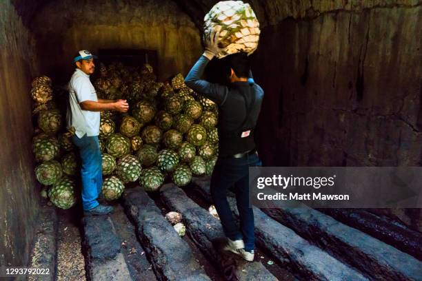 blue agave bolas stacked in an oven ready for roasting in jalisco state mexico - blue agave plant stock pictures, royalty-free photos & images