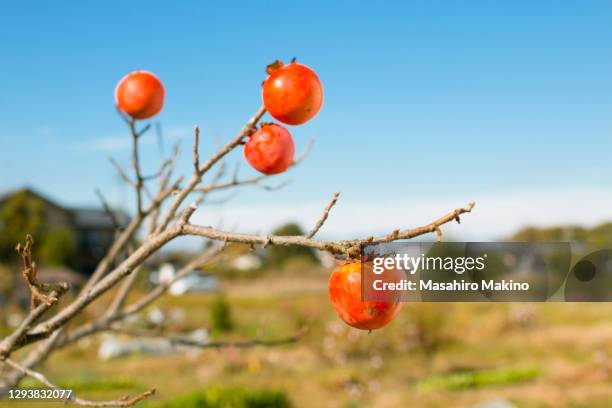 persimmon fruits - amerikanische kakipflaume stock-fotos und bilder