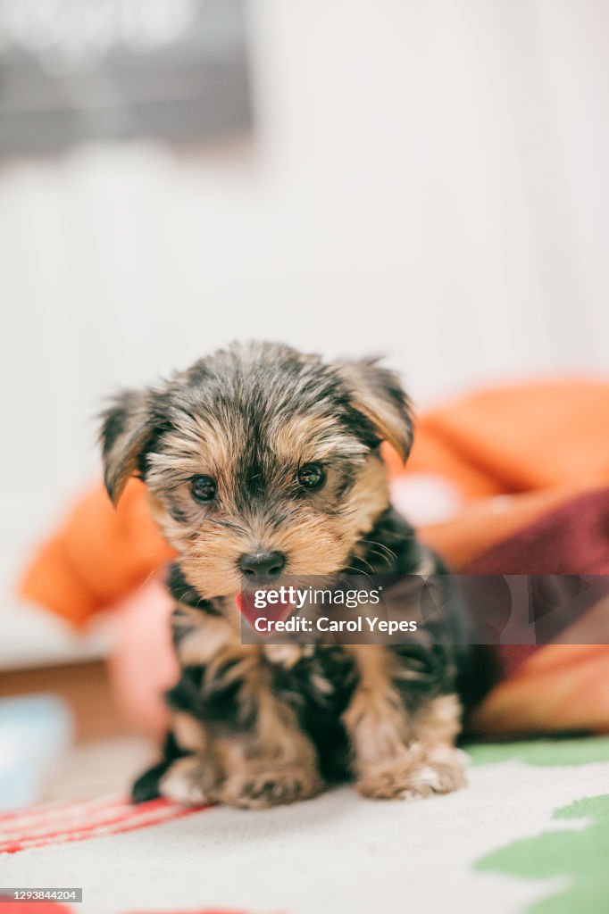 2 months yorkshire terrier puppy