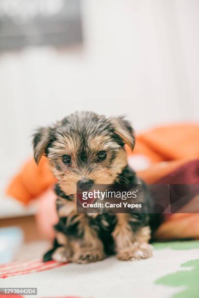 2 months yorkshire terrier puppy - yorkshireterriër stockfoto's en -beelden