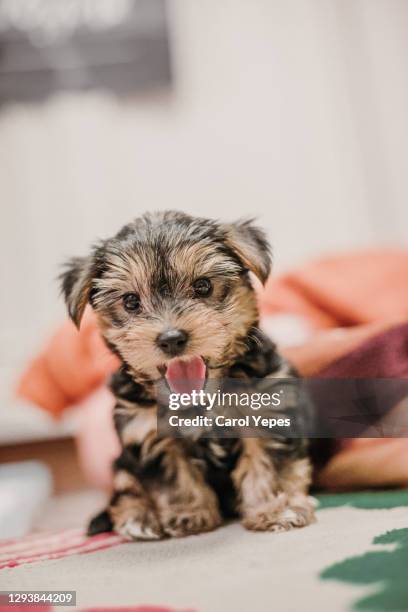2 months yorkshire terrier puppy - yorkshire terrier stock pictures, royalty-free photos & images