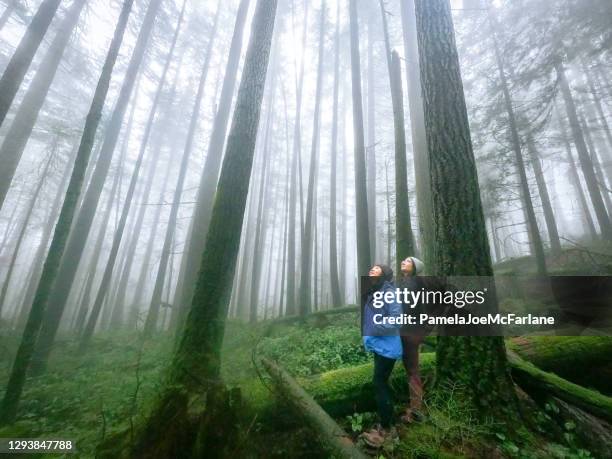 mystische, nebelwald, asiatische mutter und eurasische tochter genießen die natur - canadian forest stock-fotos und bilder