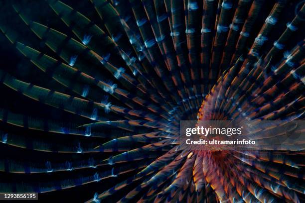 vida marina espiral tubeworm subwater belleza buceo punto de vista - buceo de profundidad fotografías e imágenes de stock