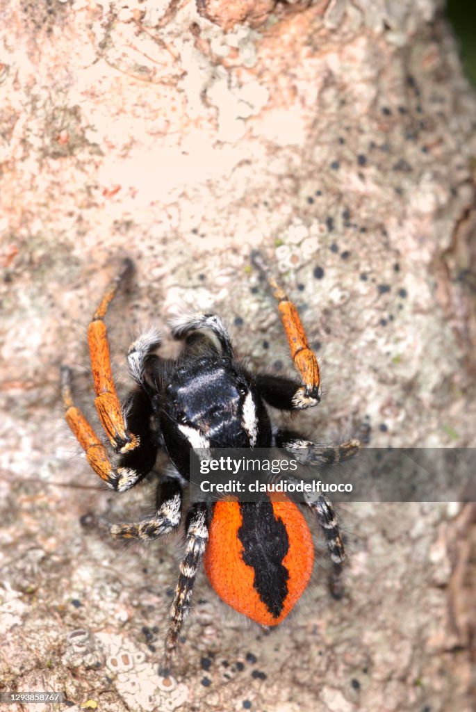 Spider - Philaeus chrysops