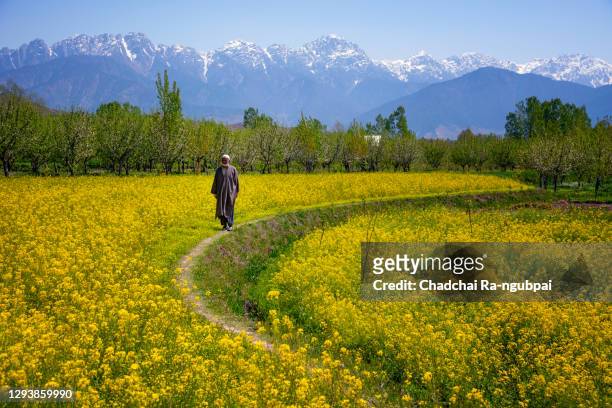 mustard field in pahalgam kashmir india . a muslim kashmiri girl or indian girl walking in the mustard field isolated on snow hill background. - kashmir landscape stock pictures, royalty-free photos & images
