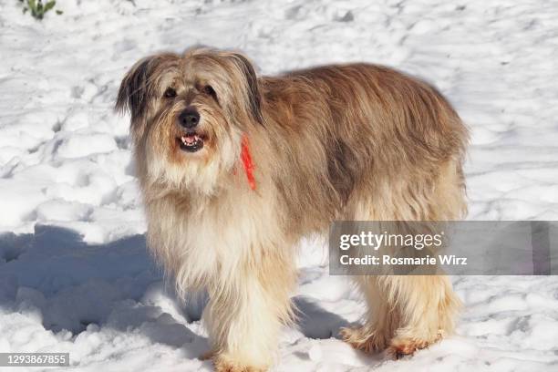 italian sheepdog standing in snow - raggig bildbanksfoton och bilder