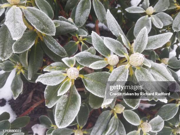 frost in the leaves of a rhododendron bush in winter - rhododendron stock-fotos und bilder
