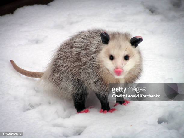 virginia opossum in the snow - opossum 個照片及圖片檔