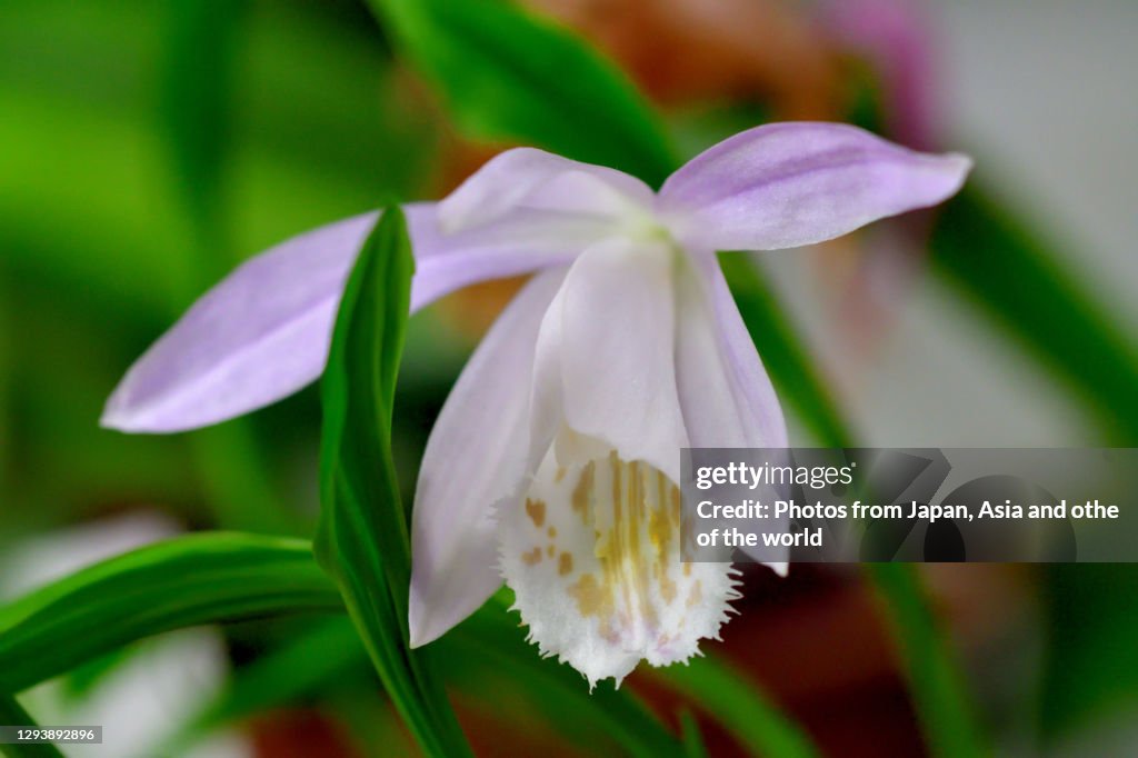 Pleione formosana / Taiwan pleione / Windowsill orchid / Peacock orchid