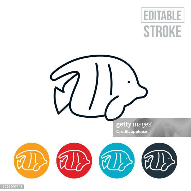 Freshwater Angelfish Photos et images de collection - Getty Images