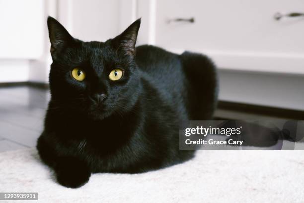 black cat sits on kitchen rug - black coat stock pictures, royalty-free photos & images