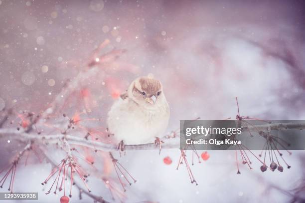sparrow - mus stockfoto's en -beelden