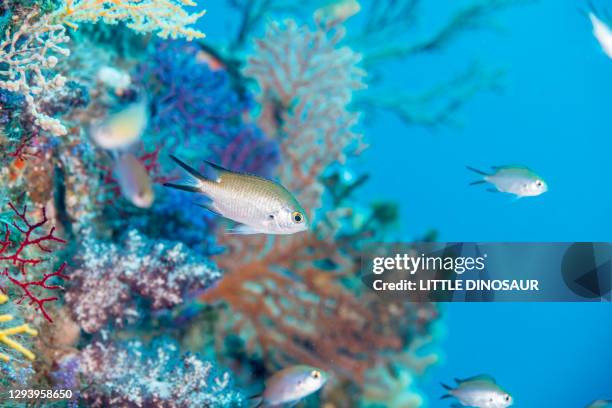 smokey chromis (chromis fumea)  on the colorful soft coral background. - shallow stock pictures, royalty-free photos & images