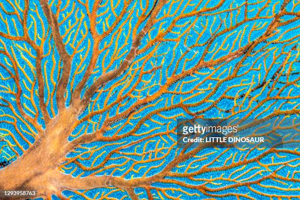 tree hydroids ( solanderia secunda )  or sea fan hydroids. - fish sea water close up nobody foto e immagini stock