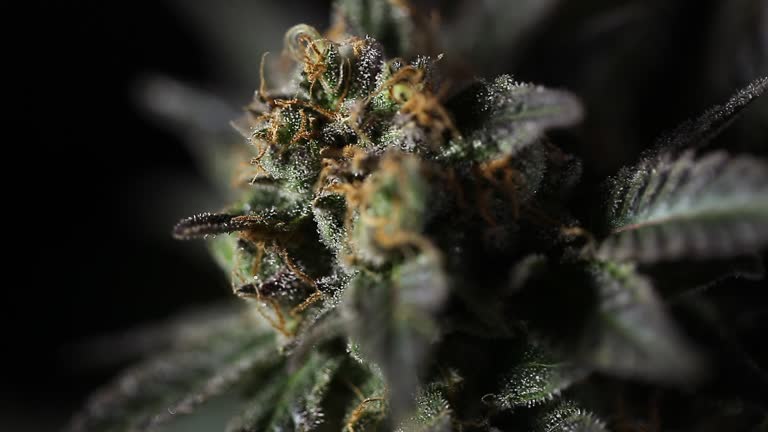 https://media.gettyimages.com/id/1293977245/video/medical-cannabis-flower.jpg?b=1&s=640x640&k=20&c=MPx3t4riCoXIzm08N18x8lldL57SZ-8q8azKvV2BvgM=