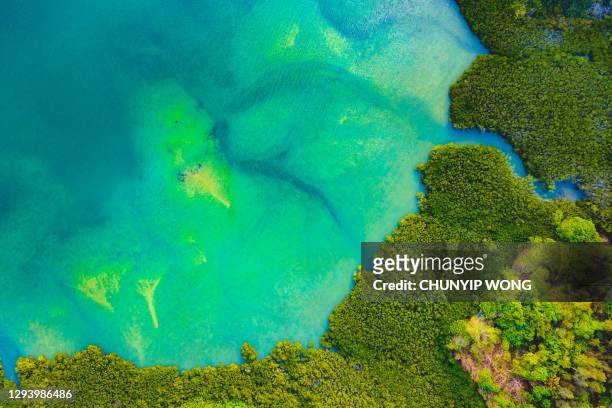 vista aérea sobre los humedales - pantanal fotografías e imágenes de stock