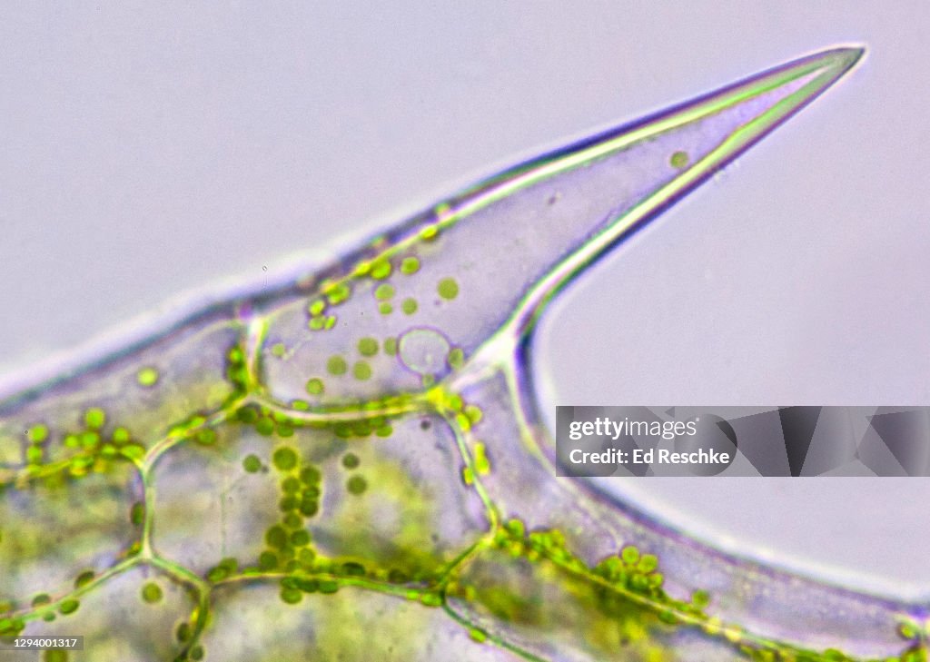 PLANT CELL ANATOMY---PHOTOSYNTHETIC PLANT CELLS WITH CHLOROPLASTS, 200X