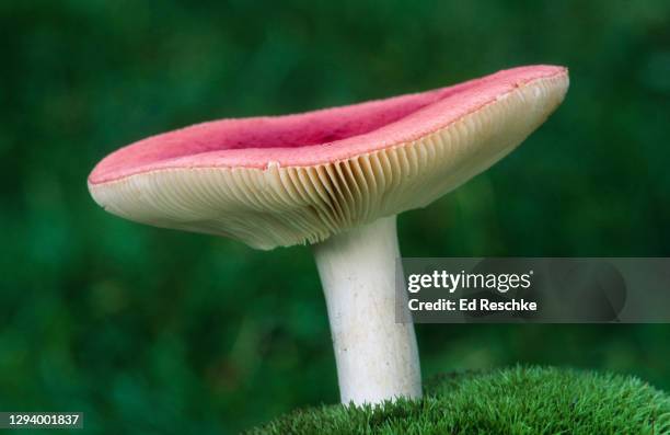 russula (russula spp), a gilled mushroom, many russulas are difficult to identify to species - basidiospore stockfoto's en -beelden