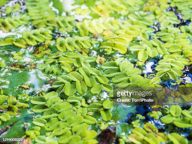 close-up of water weed with leaves lying flat against the surface of the water - wasserlinse stock-fotos und bilder