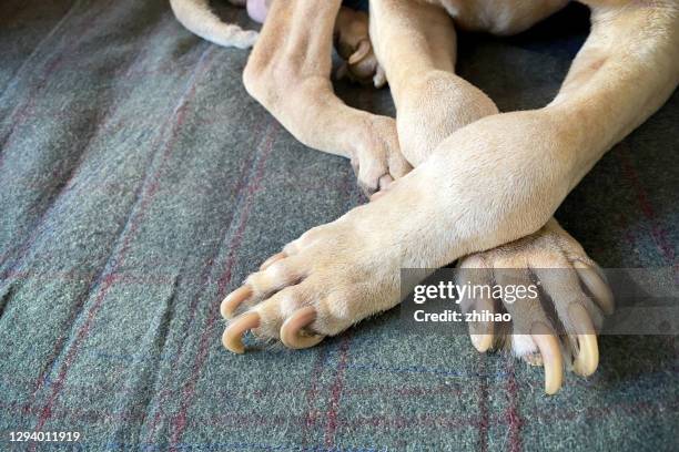 dog's long nails - long fingernails imagens e fotografias de stock