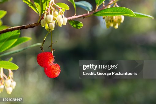 Typea Berry Bright Red Berries Of Type Arbutus Berryarbutus On The Tree ストックフォト ...