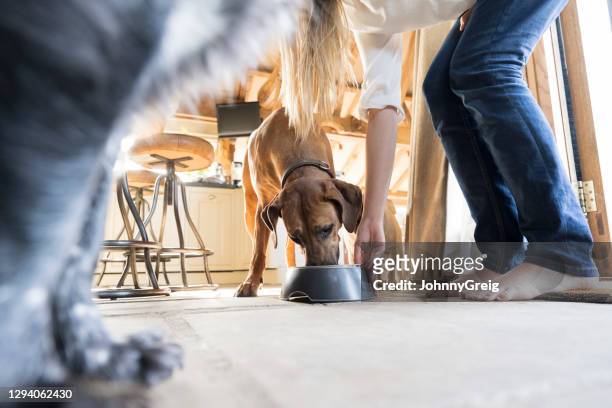 mujer joven poner cuenco de perro en el suelo en la cocina doméstica - dog bowl fotografías e imágenes de stock