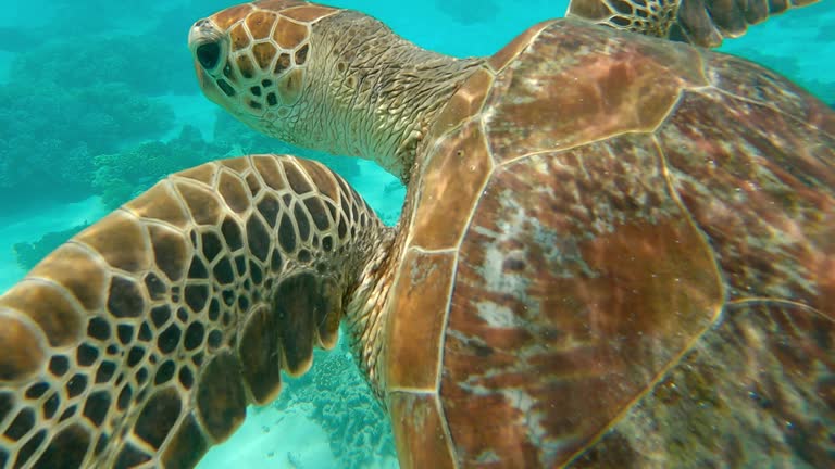 Turtle Without Shell Small Turtles Without Shells Videos and HD Footage - Getty Images