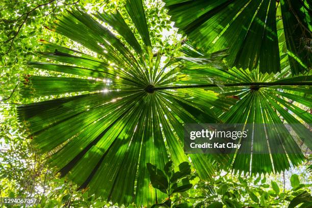 daintree rainforest, cape tribulation, australia - daintree australia stock pictures, royalty-free photos & images